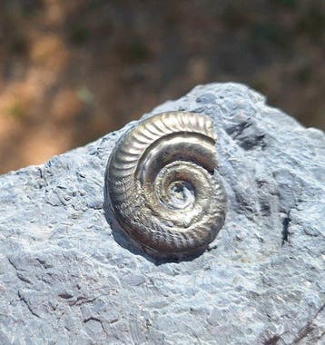 Pyriet Ammoniet - Gefossiliseerd dier - Arieticeras