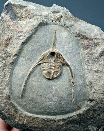 Trilobiet - Gefossiliseerd dier - top raro Ampyx cf. priscus