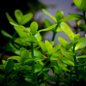 Bacopa crenata - in Vitro, Verzenden, Nieuw