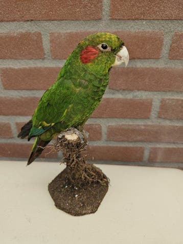 Hoffmans Parkiet Taxidermie volledige montage - Pyrrhura, Verzamelen, Dierenverzamelingen, Nieuw
