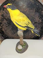 Chinese wielewaal Taxidermie volledige montage - Oriolus, Verzamelen, Nieuw