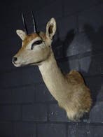 Oribi Schedel - Ourebia ourebi - 33 cm - 45 cm - 24 cm, Collections, Collections Animaux