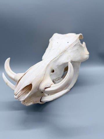 Wrattenzwijn Schedel van een zoogdier - Phacochoerus