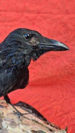 Corneille noire - Support mural pour taxidermie - Corvus