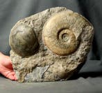 Zeer decoratief jurassisch kerkhof - Gefossiliseerd dier -