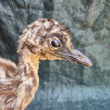 Emoe Taxidermie wandmontage - Dromaius novaehollandiae -, Nieuw