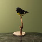 Geelbuiksijs Taxidermie Opgezette Dieren By Max, Ophalen of Verzenden, Nieuw, Vogel, Opgezet dier
