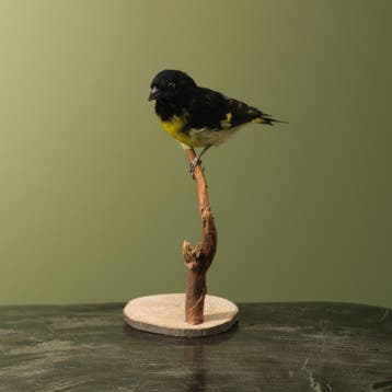 Geelbuiksijs Taxidermie Opgezette Dieren By Max, Ophalen of Verzenden, Opgezet dier