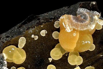 Calcite jaune sphérique de haute qualité sur basalte de