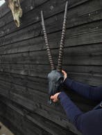 XL Gazelle-schedel - wandpresentatie Schedel - Gazelle -