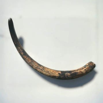 Mammouth laineux - Dents fossiles - 116 cm, Collections