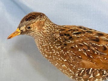 Voltolino Taxidermie volledige montage - Porzana porzana, Nieuw