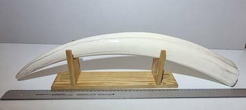 Walrus Tand - Odobenus rosmarus - with proof of legal origin