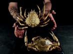 een paar verzamelkrabben Taxidermie volledige montage - Maya, Verzamelen, Nieuw
