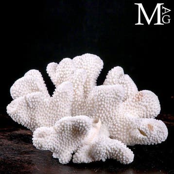 Koraalvertakking - Wit koraal - Acropora florida -