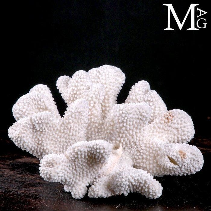 Koraalvertakking - Wit koraal - Acropora florida -, Collections, Minéraux & Fossiles