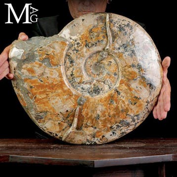 Massieve Krijtperiode Cleoniceras-ammoniet Een opvallend, Nieuw