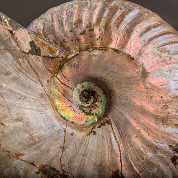 Uitgestorven schelp - Regenboogammoniet - Raimbow