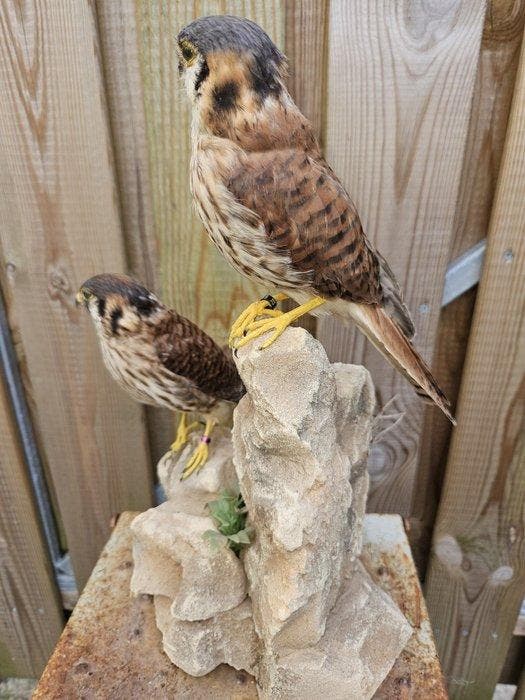 Amerikaanse torenvalken Taxidermie volledige montage - Falco, Collections, Collections Animaux