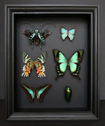 Vlinder Taxidermie volledige montage - Urania ripheus,