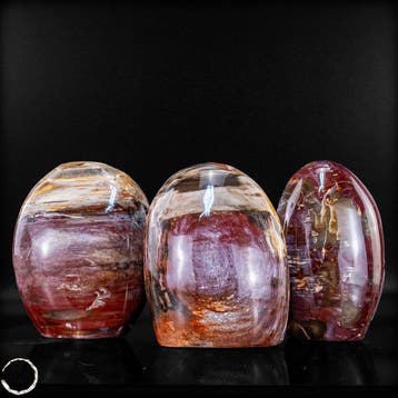 Natuurlijk versteend hout-set uit Madagaskar –