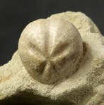 Fossil echinoid on matrix - Extremely well preserved -, Collections