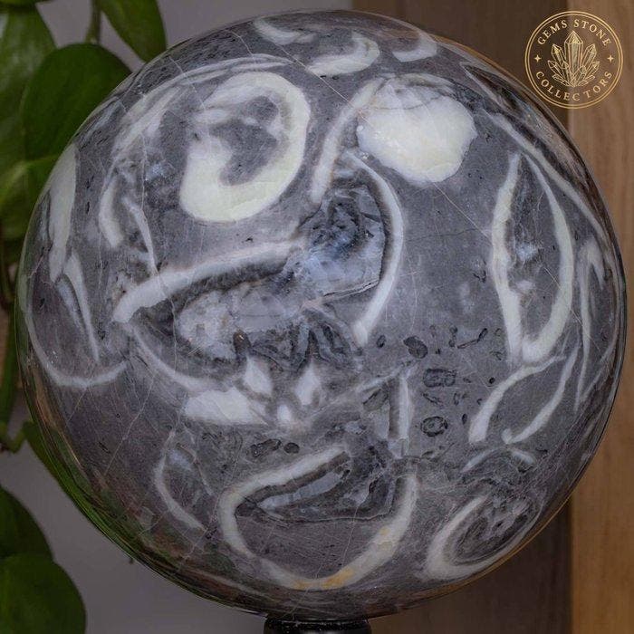 schelpsteen Bol van schelpensteen van hoge kwaliteit -, Verzamelen, Mineralen en Fossielen