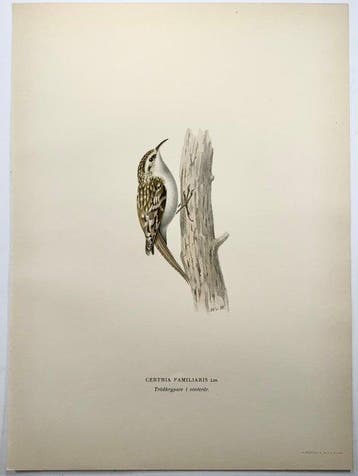 Von Wright brothers & Bror Halberg - Lot of 10 lithographic, Antiek en Kunst