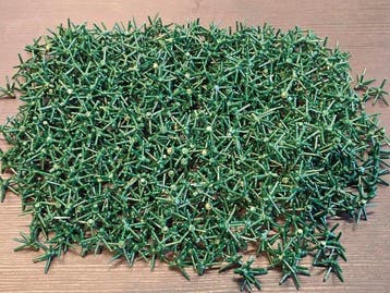 Lego Onderdelen - New Plant Flower Stem with Bar and 6 Stems, Nieuw