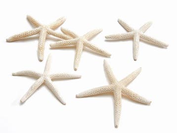 Zeester Starfish Gebleekt +/- 12 cm 10 stuks, Nieuw