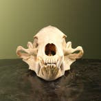 Sun bear - skull Taxidermie volledige montage - Helarctos, Nieuw