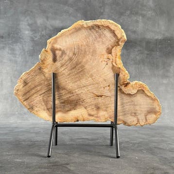 Magnifique tranche de bois pétrifié sur un socle