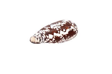 Majestueuze elegantie: De Conus aulicius in indrukwekkende, Nieuw