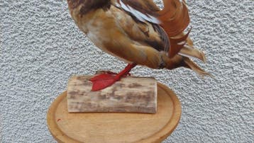 Canard Support de corps entier pour taxidermie - Mandarin