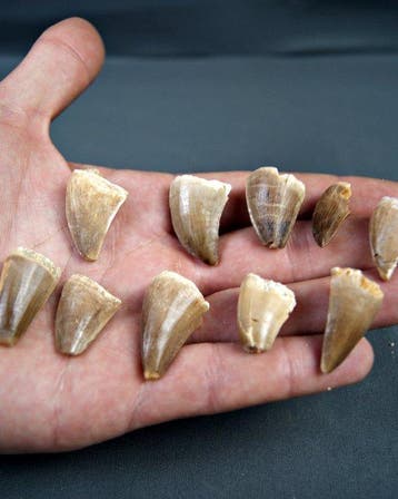 Verzameling mosasaurus-tanden - Fossiele tand - Mosasaurus, Verzamelen