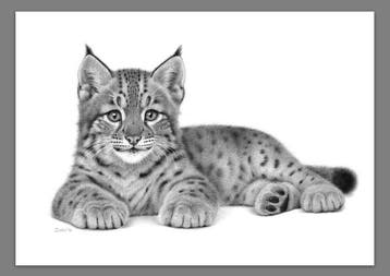 Schu - Lynx Cub