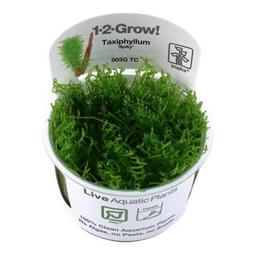 Tropica Taxiphyllum Spiky 1-2-grow! (easy), Dieren en Toebehoren, Verzenden, Nieuw