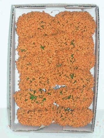 Fieldberries Oranje doosje, Nieuw