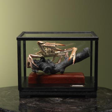 Blauwe Zwemkrab in Vitrine, Ophalen of Verzenden, Nieuw, Wild dier, Opgezet dier