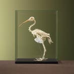 Kuifibis Skelet Taxidermie Opgezette Dieren By Max, Ophalen of Verzenden, Nieuw, Vogel, Opgezet dier