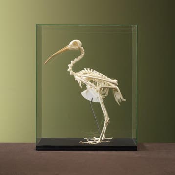 Kuifibis Skelet Taxidermie Opgezette Dieren By Max, Ophalen of Verzenden, Nieuw, Vogel, Opgezet dier