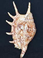 Escargot de mer Coquillage marin - S-248 LAMBIS LAMBIS (Sans, Antiek en Kunst