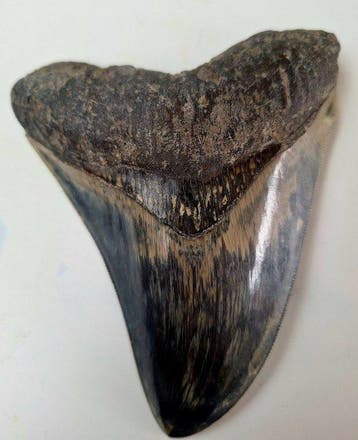 Megalodon - Fossiele tand - 13 cm - 9.8 cm
