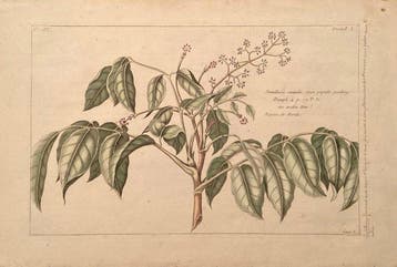 Pierre Joseph Buchoz (1731-1807) - Scutellaria secunda - da