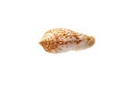 escargot de collection rare  GEM  RARE Support de corps, Collections