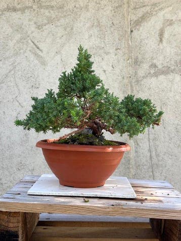 Jeneverbes bonsai (Juniperus) - Hoogte (boom): 20 cm -
