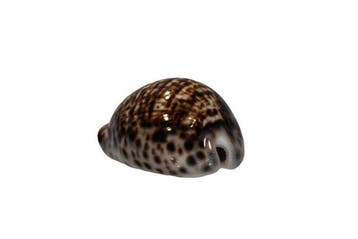 cauris tigre avec un motif rare : Cypraea tigris (72 mm) –