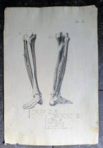 Italian school - Anatomical Study Drawing – Pen, Ink and