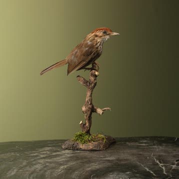 Gevlekte Jungletimalia Taxidermie Opgezette Dieren By Max, Ophalen of Verzenden, Nieuw, Vogel, Opgezet dier