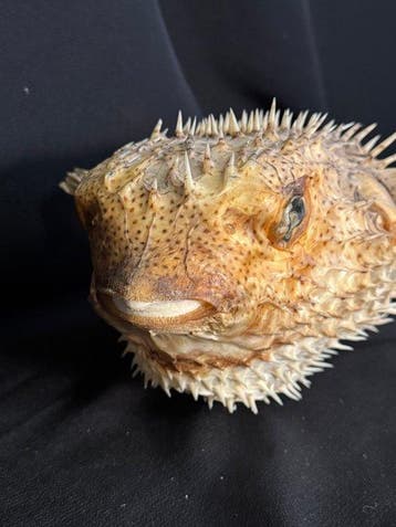 poisson porc-épic Support de corps entier pour taxidermie -